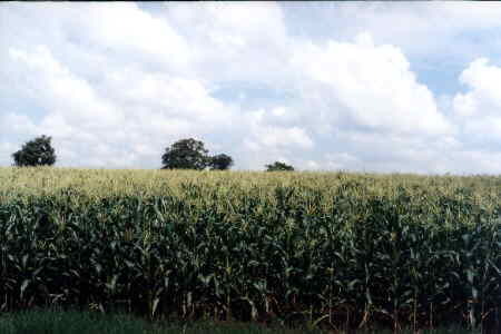 Muestra de cultivo principal, el maíz, del que se cosechan 10,000 has anuales.